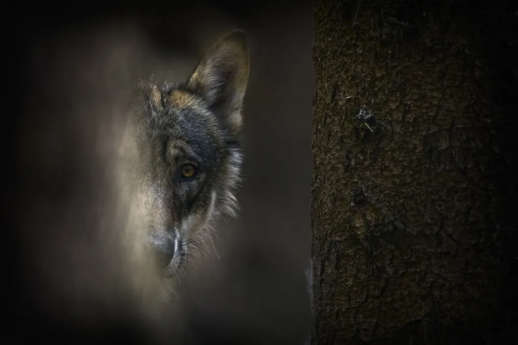 Nominace v kategorii Zvířata v lidské péči. Strach - Vlk obecný (Canis lupus), Srní, Šumava, Česká republika.