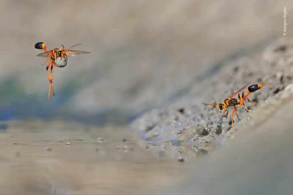 Vosy stavějící si hnízdo z kuliček bláta. Vítěz kategorie Chování bezobratlých