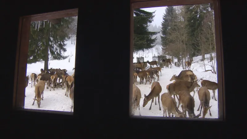 Pozorovatelna krmení jelenů v Krkonoších