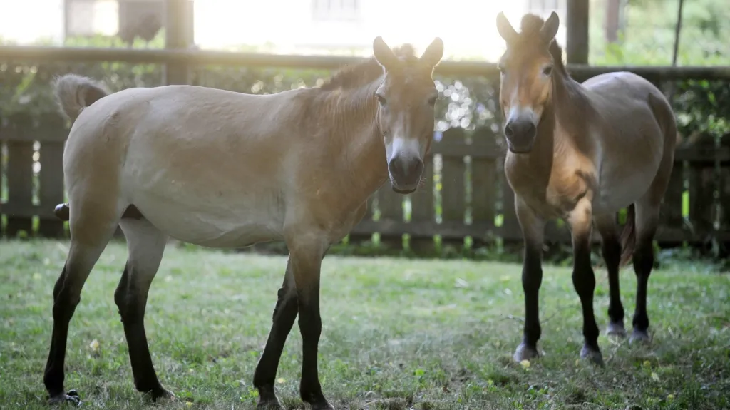 Pár koní Převalského ze Slatiňan