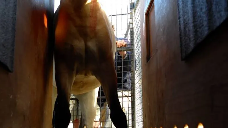 Klisna Ulla v transportní bedně