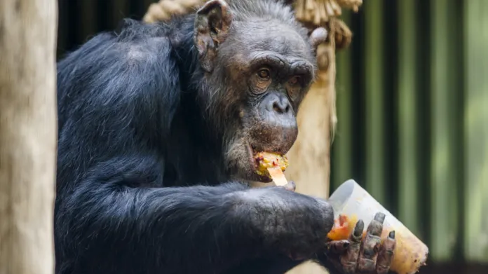 Šimpanzi v zoo ve Dvoře Králové dostali na osvěžení zmraženou ovocnou směs