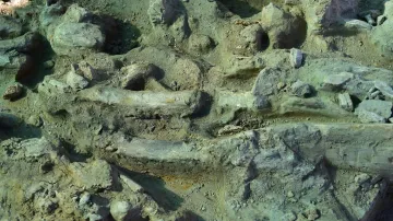Archeologové zkoumají skládku převážně mamutích kostí u Dolních Věstonic