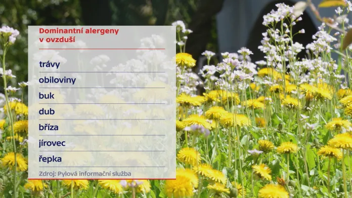 Dominantní alergeny v ovzduší