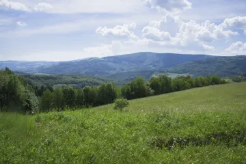 Vědci popsali vlastnosti, které rostlinám pomáhají přežít na ostrovech