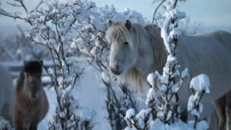 Jakutský kůň