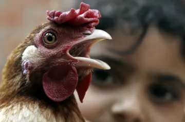Simulace ukázaly, jak zabránit pandemii ptačí chřipky. Reakce by musela být blesková