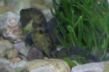 Ohrožení mořští koníci si k překvapení vědců oblíbili jihoafrické kanály