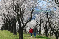 Nad Hustopečemi rozšíří populární sady vznikající mandloňové arboretum