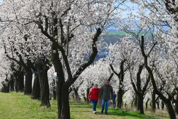 Nad Hustopečemi rozšíří populární sady vznikající mandloňové arboretum