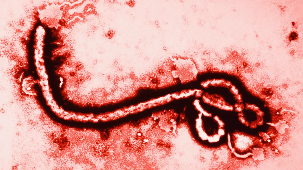Virus eboly