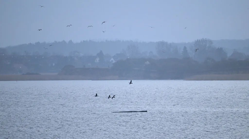 Uvázlá velryba v Baltském moři, 29. března 2026
