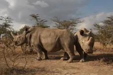 Koronavirus zbrzdil  český projekt záchrany téměř vyhynulých nosorožců