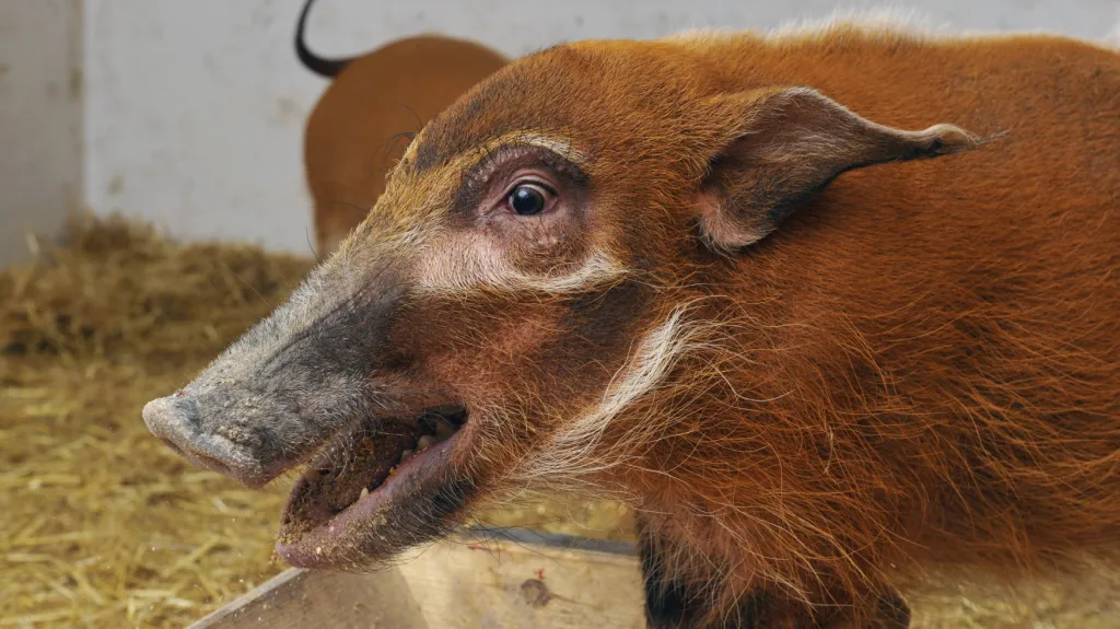 Štětkoun africký