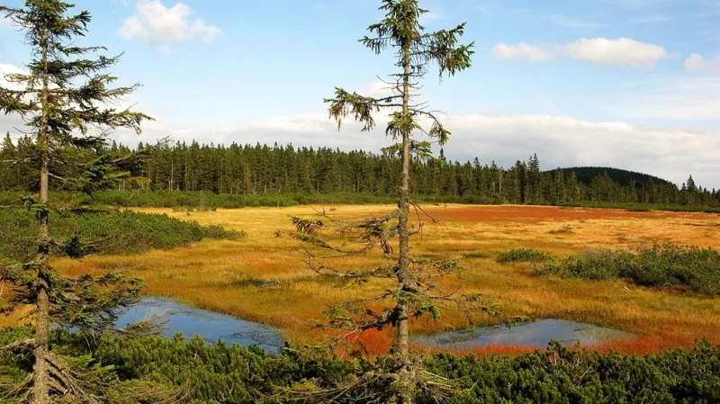 Černohorské rašeliniště