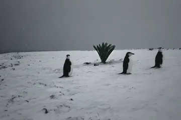 Filmový experiment FREM natočený v nehostinné Antarktidě má on-line premiéru