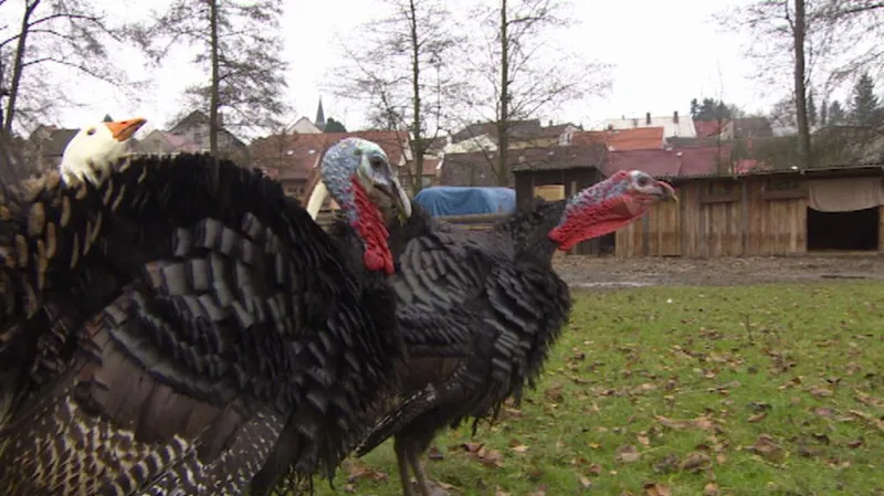 Zvířata nahrazují v Miletíně sekačky i kompostéry