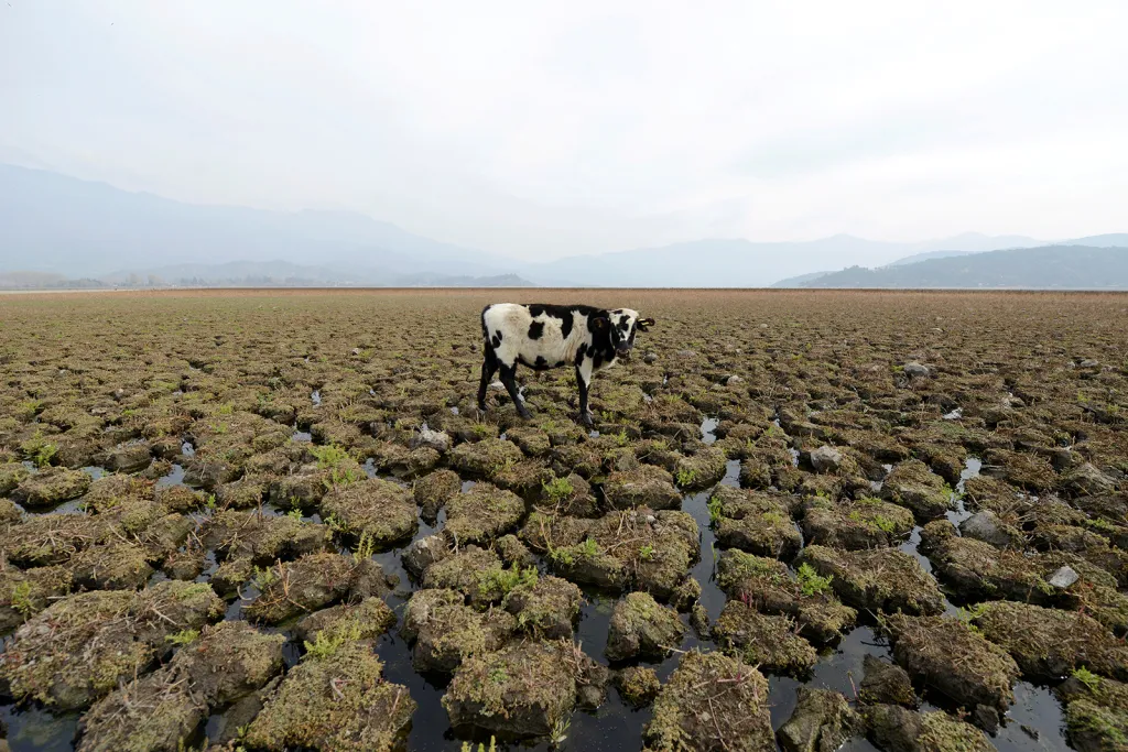 Kráva v krajině, která byla donedávna dnem přehradní nádrže Aculeo Lagoon v Chile