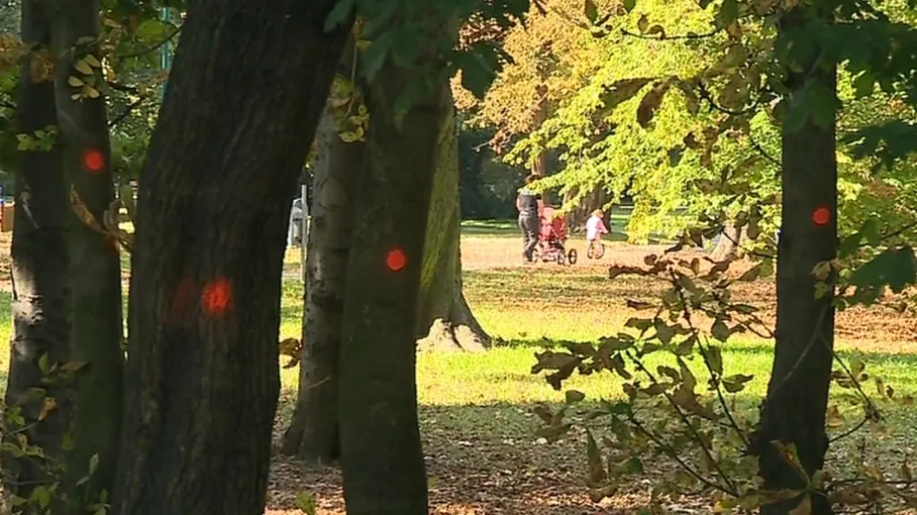 V Uherskohradišťském parku padne přes 130 stromů