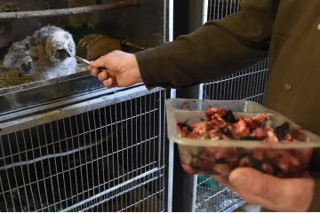 Lidé do záchranných stanic loni přinesli nejvíce zvířat za deset let
