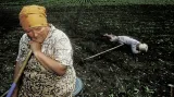 Ukrajina, Krasnodar, květen 1991. Celý život strávila tato žena v ukrajinském kolchozu. Třetina úrody se během převozu ztratí, půda je přehnojená a zamořená. Šedesát let kolektivizace udělalo ze SSSR jeden z nejbohatších států světa na obilí, největšího importéra potravin.