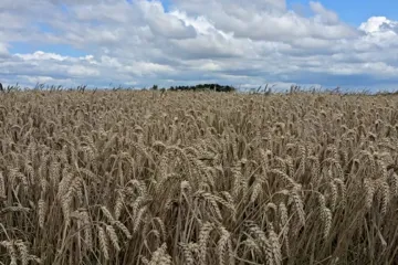 Lotyšsko prodloužilo zákaz dovozu obilí z Ruska a Běloruska