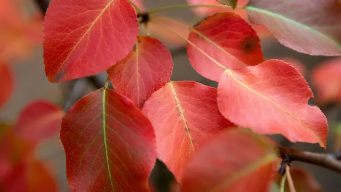 Červené podzimní listí