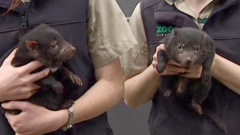 Mláďata tasmánskéoho čerta