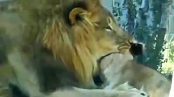 Lev zabil v dallaské zoo lvici