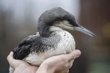 Co dělat při nálezu zraněného nebo uhynulého zvířete, poradí nová aplikace