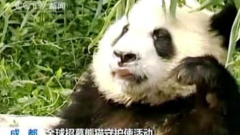Panda velká