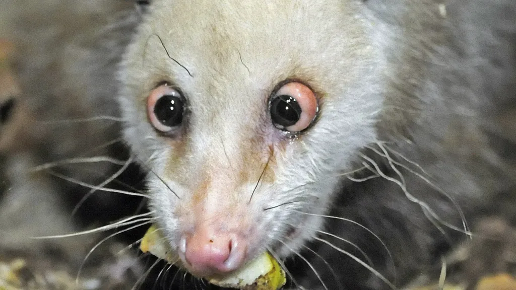 Šilhavá vačice Heidi