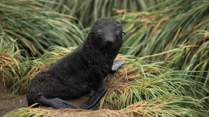 Lachtan antarktický