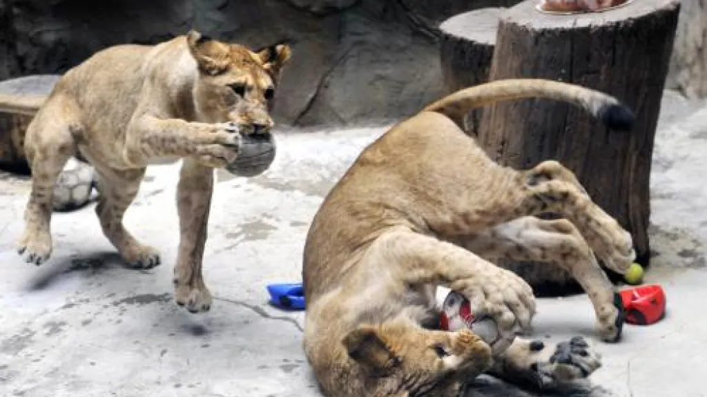 Lvi z olomoucké zoo