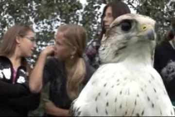 Ukázka z výcviku dravců