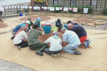 Lískové oříšky z Turecka míří do celého světa. Doma je ale drtí vysoká inflace