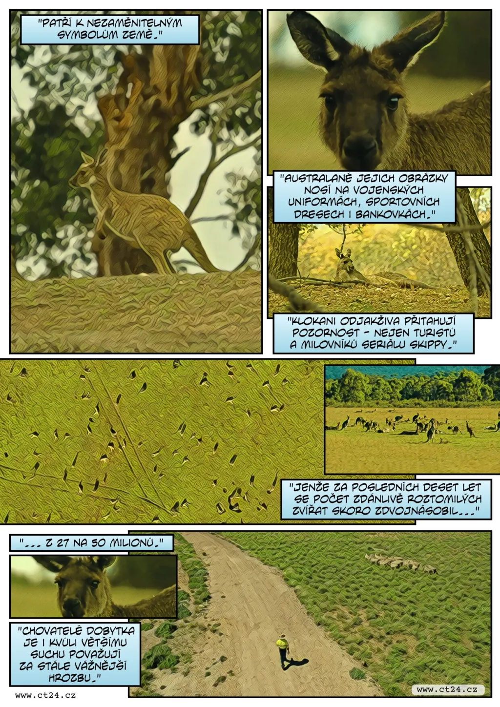 Přemnožení klokani dělí Austrálii