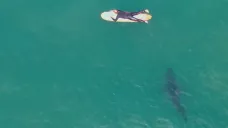 Snímek žraloka z dronu
