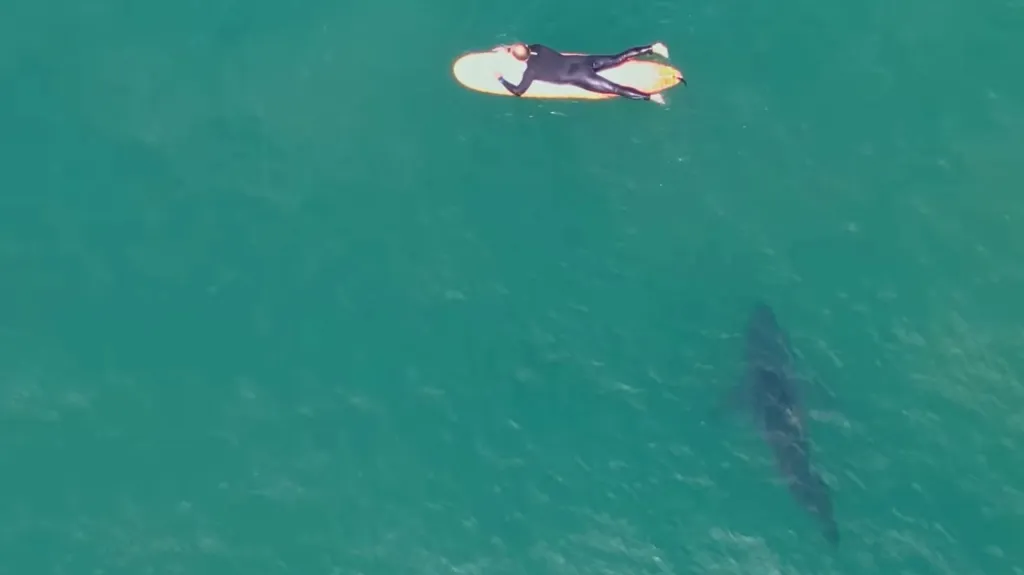 Snímek žraloka z dronu