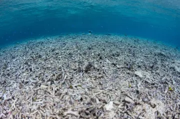 Oceány se okyselují rychleji, než se čekalo