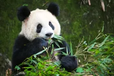 Umělá inteligence určená pro sledování lidí má v Číně rozeznávat jednotlivé pandy