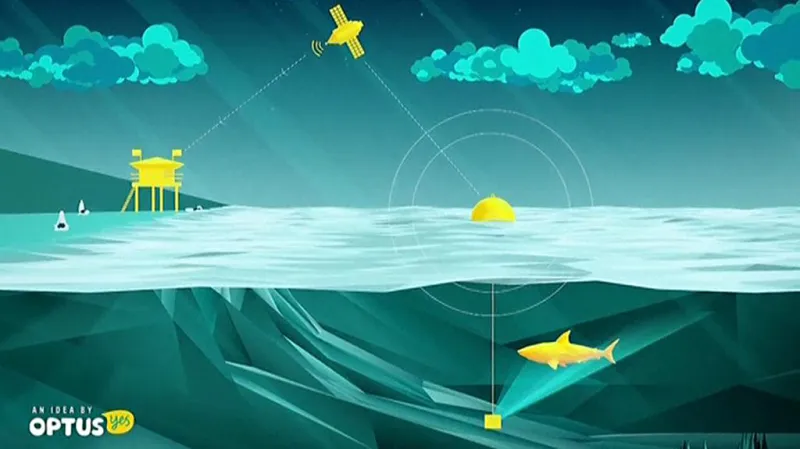 Princip bójky hlídající pohyb žraloků