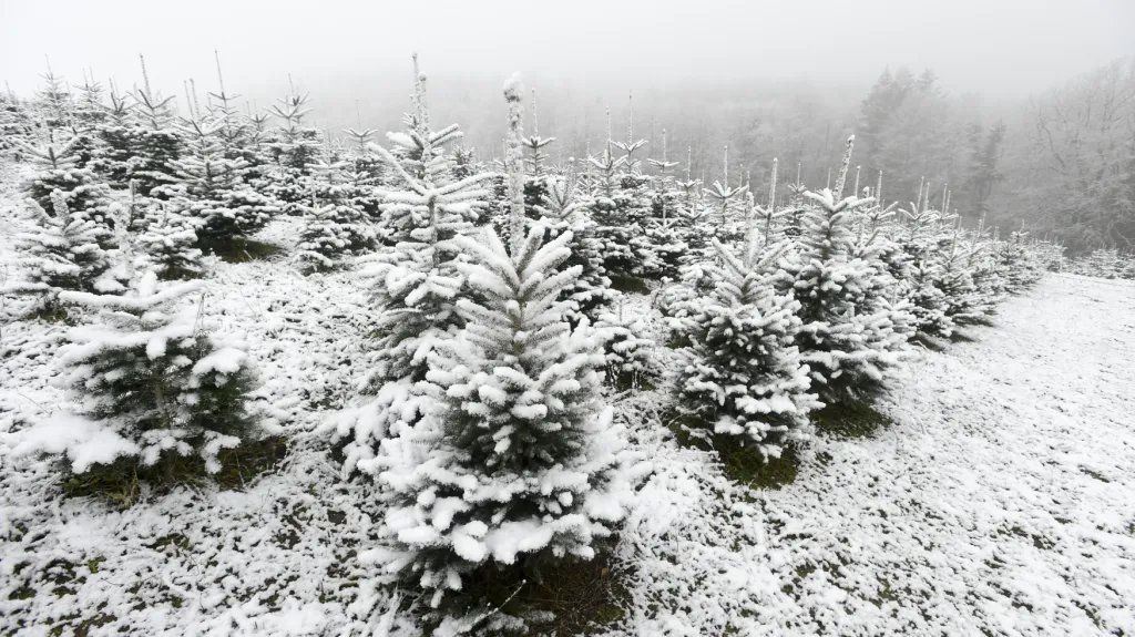 Sníh zůstane o Vánocích jen na horách