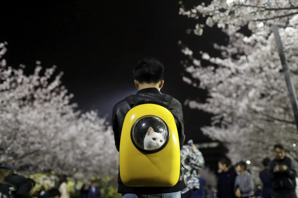 Muž se svým mazlíčkem v batohu pod rozkvetlými sakurami před univerzitou Tongji v čínské Šanghaji
