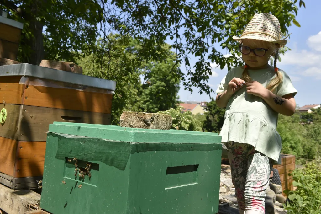 V Otevřené zahradě v centru Brna vzniká včelí pozorovatelna s posezením, vyvýšené záhony s medonosnými rostlinami a ukázkový prosklený úl