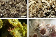 U Itálie objevili jedinečný korálový útes. Vydržel v moři, kde ostatní koráli vymřeli