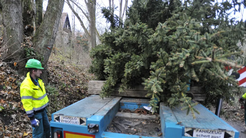 Kácení vánočního smrku