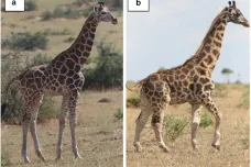 Přírodovědci nafilmovali zakrslou žirafu. Krátké nohy si vynahrazuje delším krkem