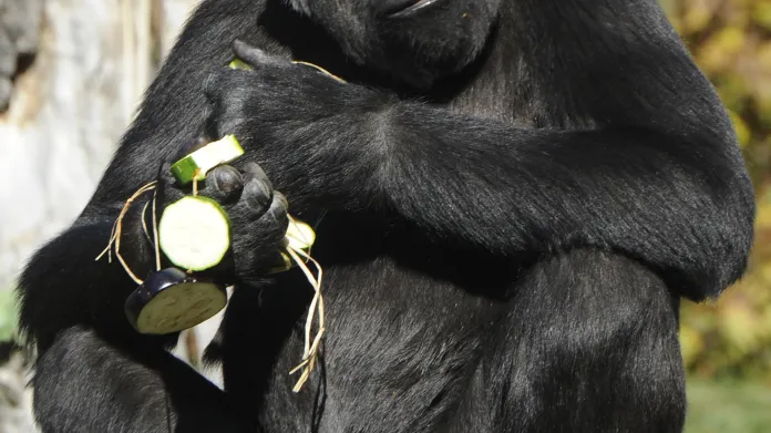 Pražská zoo uspořádala 2. října 2011 rozloučení s gorilou Mojou, která poté odcestovala do španělského přírodního parku Cabárceno