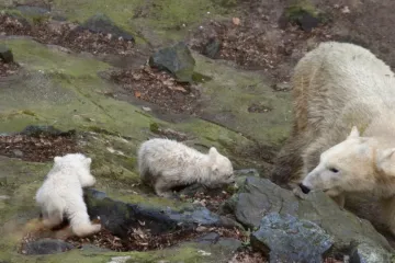 Medvědice Cora, máma Billa a Toma, čeká opět mláďata